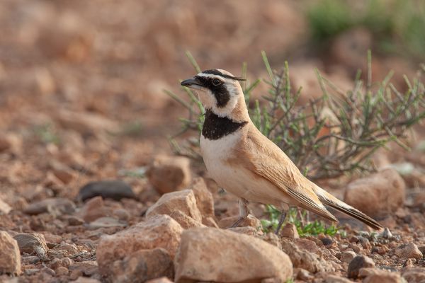 Temmincks Strandleeuwerik