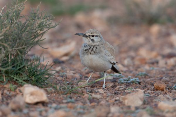 Temmincks Strandleeuwerik