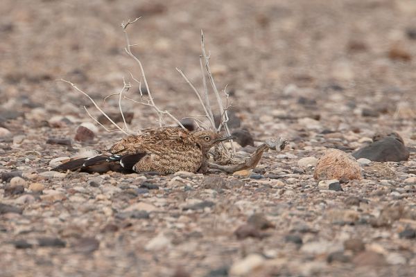  Westelijke Kraagtrap