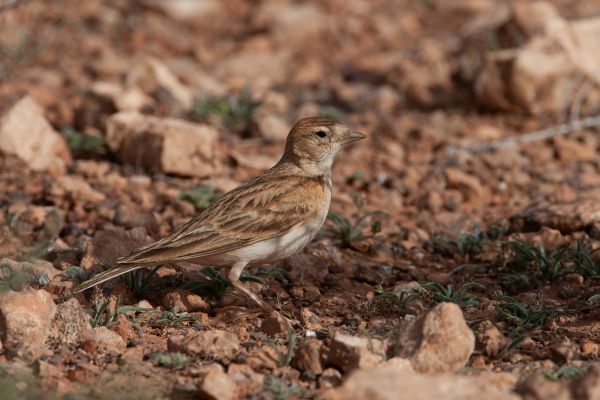 Woestijnleeuwerik