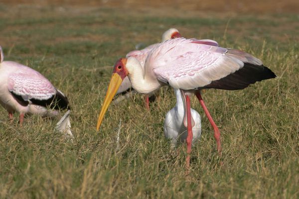 Yellow-billed Stork