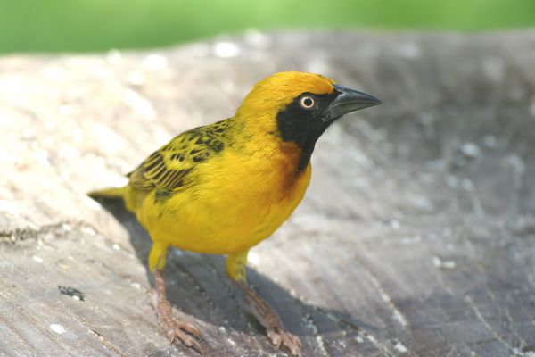 Heuglin's Masked-Weaver