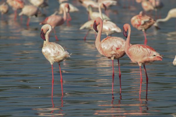 Lesser Flamingo