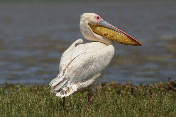 Great White Pelican