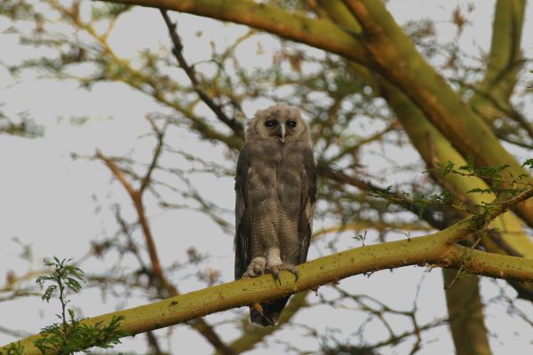 Verreaux's Eagle-Owl