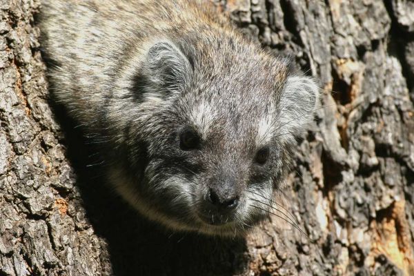 Common dwarf mongoose