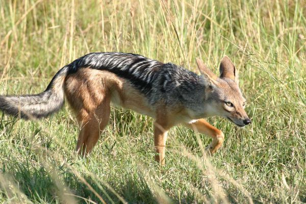Black-backed jackal