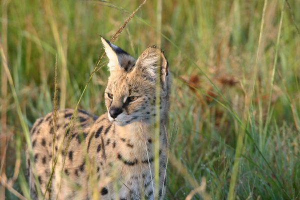 Serval
