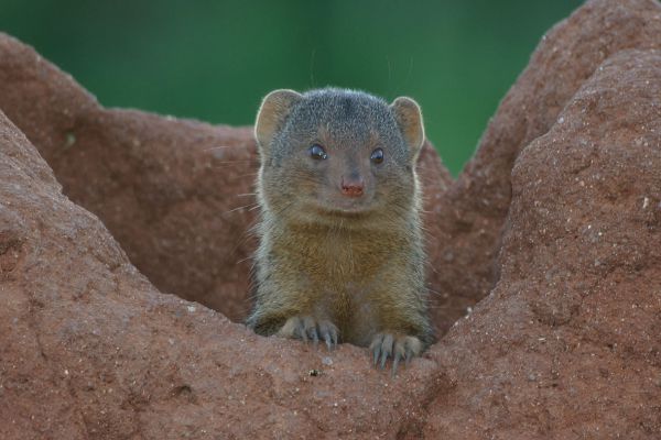 Common_dwarf_mongoos