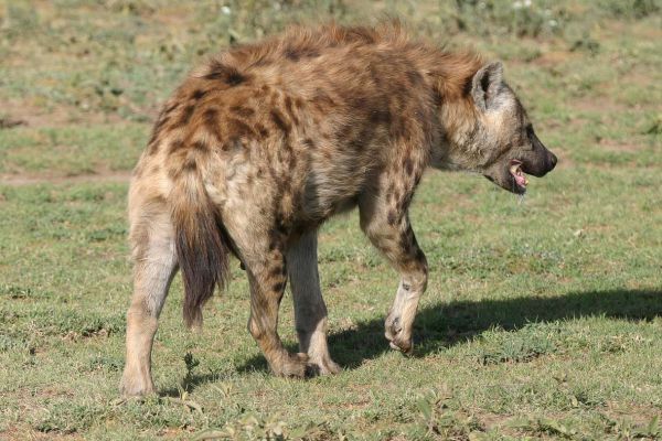 Hyena