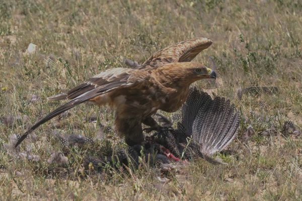 Tawny Eagle