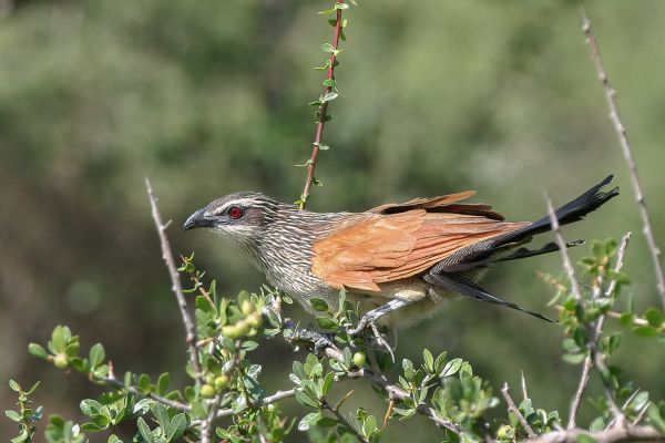 White-browed Coucal