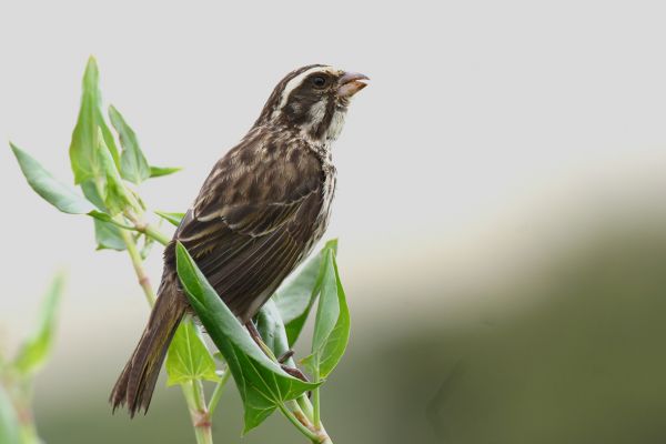 Streaky Seedeater
