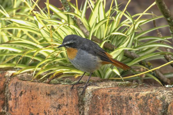 Cape Robin-Chat