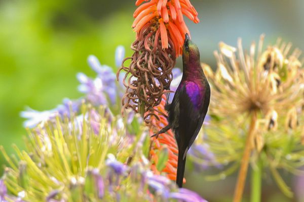 Usambara Double-collared Sunbird