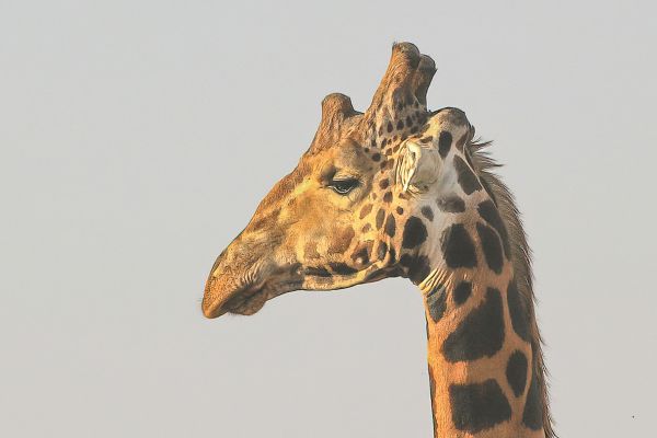 Giraffe 