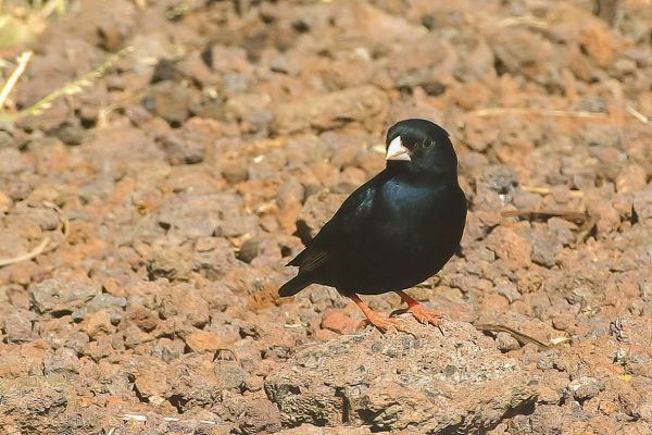 Variable Indigobird