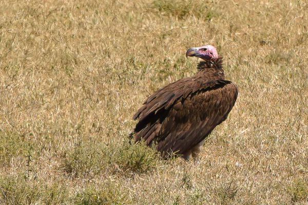 Lappet-faced Vulture