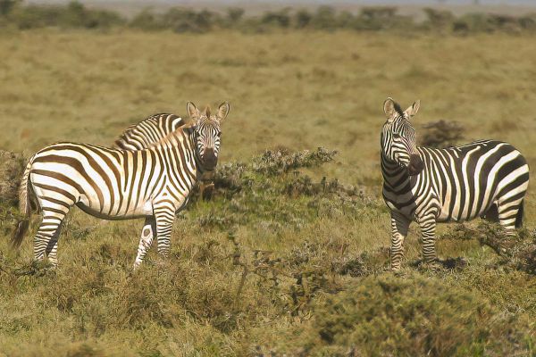Plains zebra