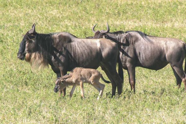 Common wildebeest