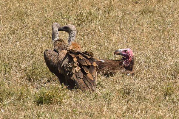White-backed Vulture