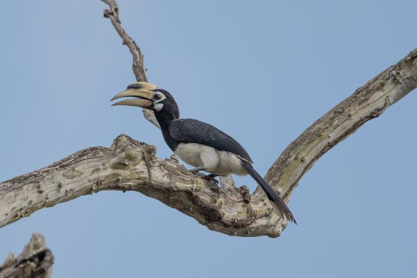 Malabarneushoornvogel
