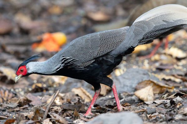 Kuifloze Prelaatfazant