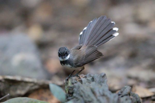 Maleise Bonte Waaierstaart