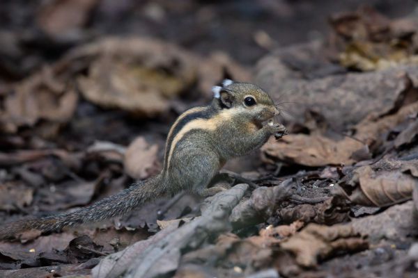 Thaise dwergstreepeekhoor