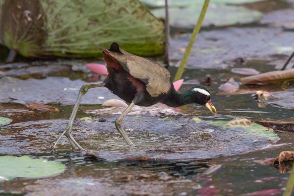 Bronsvleugeljacana