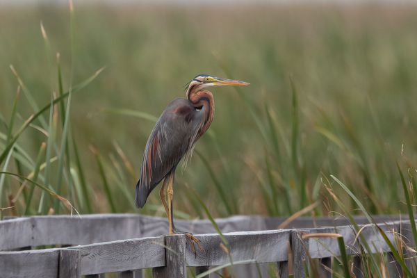 Purperreiger 