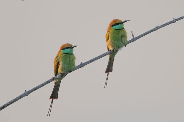 Kleine Groene Bijeneter