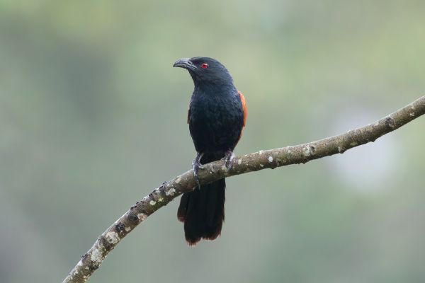 Chinese Spoorkoekoek