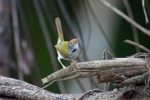 Gestreepte Snijdervogel