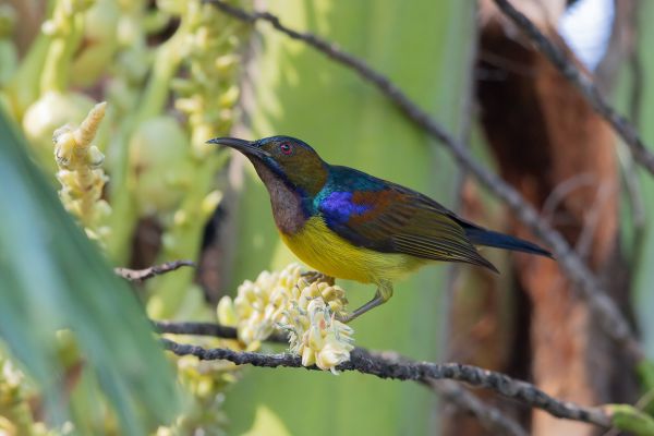Bruinkeel-honingzuiger