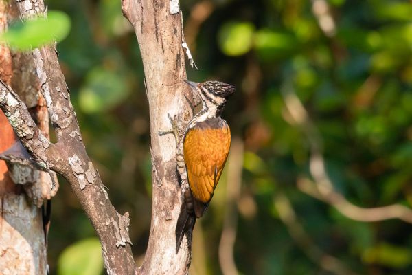 Javaanse Goudrugspecht