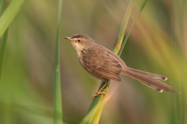 Witteugelprinia