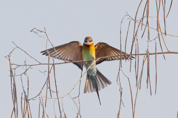 Blauwstaartbijeneter