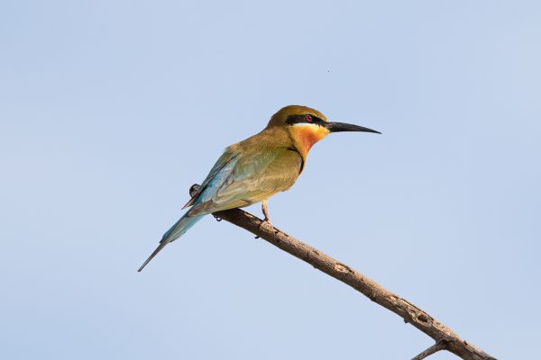 Blauwstaartbijeneter