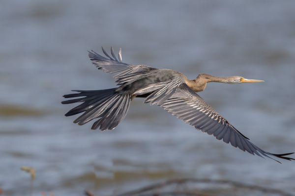 Indische Slangenhalsvogel