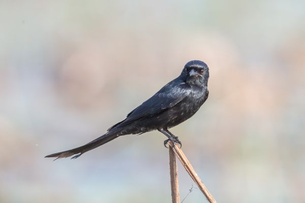 Koningsdrongo