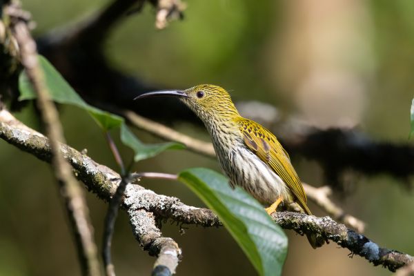 Gestreepte Spinnenjager