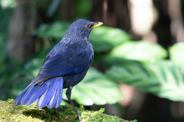 Chinese Fluitlijster