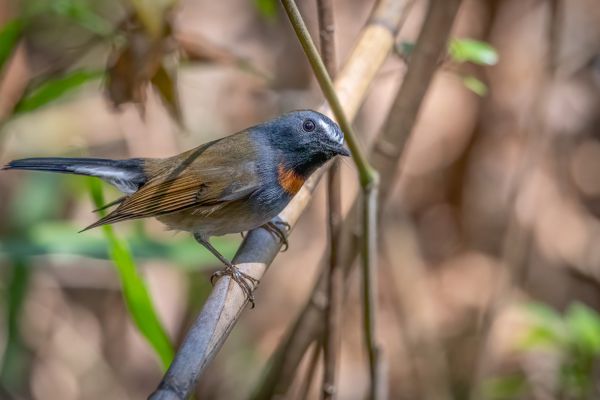 Roestvlekvliegenvanger