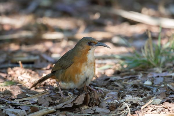 Roodwangkruiplijster