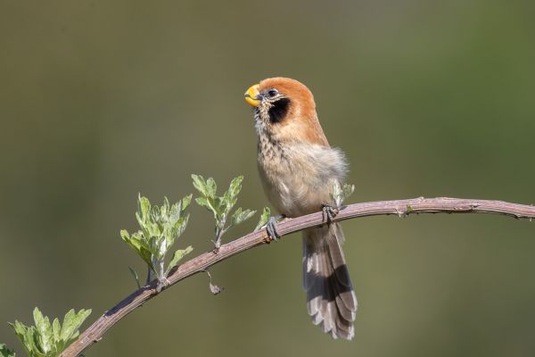 Schubborstdiksnavelmees