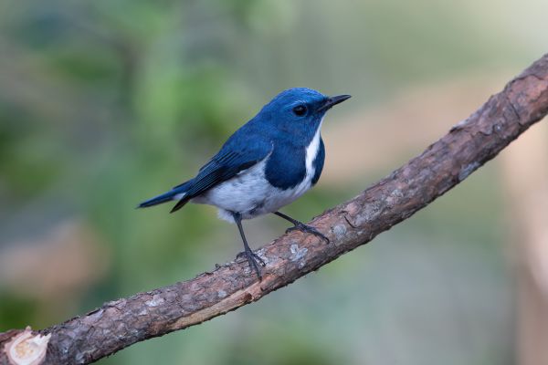 Witkeelvliegenvanger