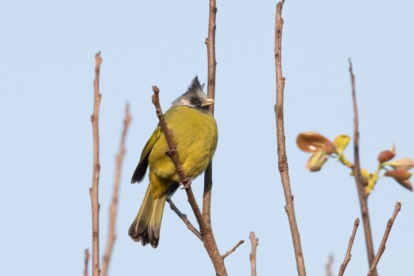 Gekuifde Vinkbuulbuul