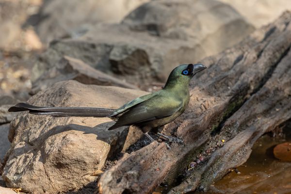 Racket-tailed Treepie