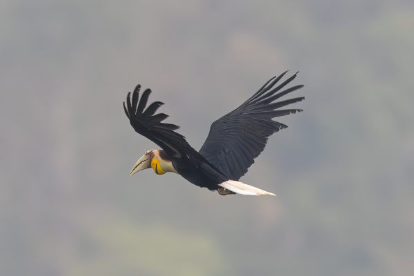 Wreathed Hornbill